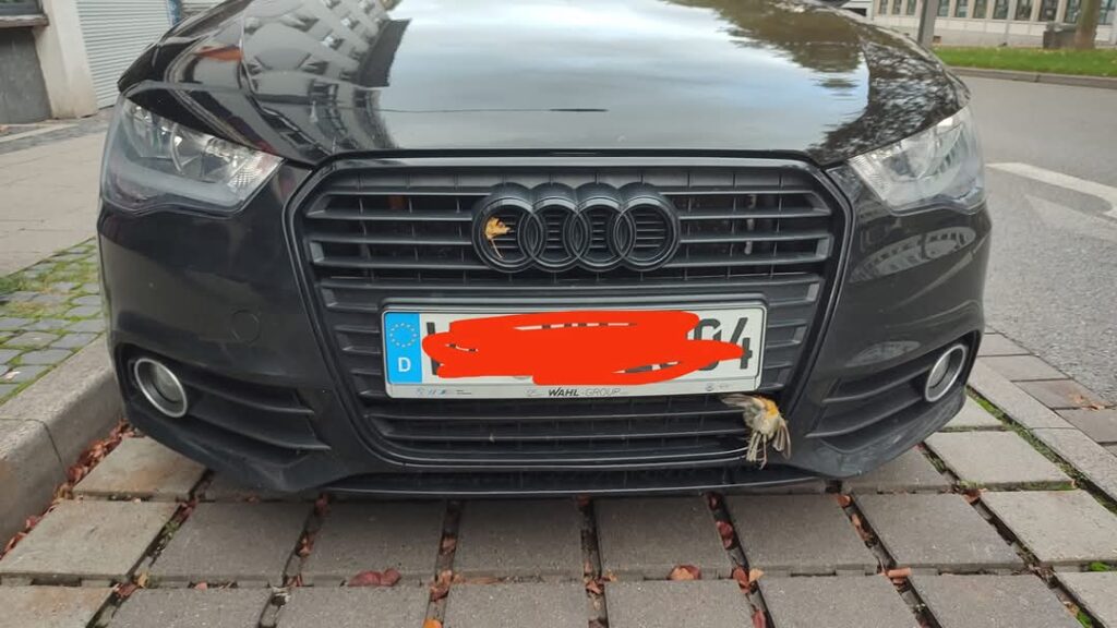 Дали една птица може да скрши еден браник?!?